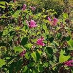 Salvia involucrataFlower