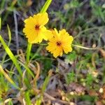 Coreopsis leavenworthii Flor