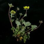 Potentilla argyrophylla Natur