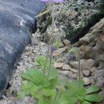 Pinguicula pilosa Habit