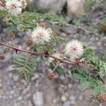 Mimosa aculeaticarpa Flor