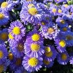 Erigeron speciosus Çiçek