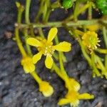 Lophanthera lactescens Flower