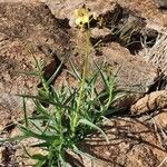 Aneilema johnstonii Blad