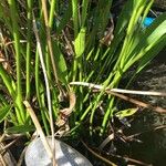 Sagittaria lancifolia Агульны выгляд