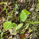 Dioscorea villosa Liść