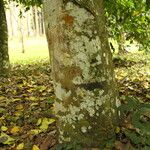 Picralima nitida Corteza