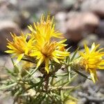 Chuquiraga erinacea Flower