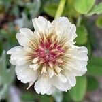 Trifolium pallescens Blomst