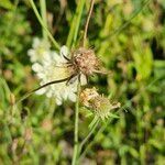 Scabiosa ochroleuca 果実