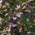 Calluna vulgaris Ліст