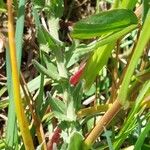 Lepidium heterophyllum Feuille