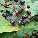 Hypericum × inodorum Fruit