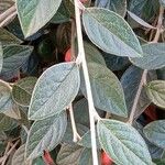 Cotoneaster franchetii পাতা