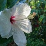 Hibiscus genevii Blüte