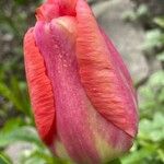 Tulipa grengiolensis Flower