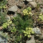 Lomatium dasycarpum Цвят