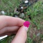 Lathyrus nissolia Цвят