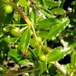 Rubia fruticosa Otro