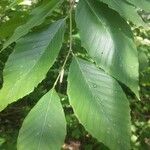 Fagus grandifolia Hoja