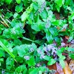 Nepeta racemosa Habit