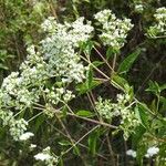 Stevia ovata Plante entière