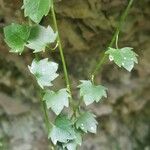 Campanula isophylla Leaf