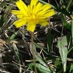 Hieracium gouanii Habitus