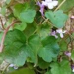 Cymbalaria muralis Leaf