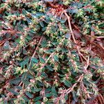 Polygonum cognatum Hábito