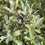 Salix glauca Leht