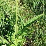 Cirsium rivulare Likasa