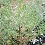 Salsola soda Hoja