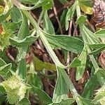 Sideritis hyssopifolia Hoja