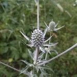 Eryngium planumÕis