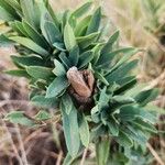 Boscia integrifolia Лист