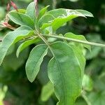 Jasminum polyanthum برگ