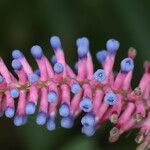 Aechmea gamosepala 花