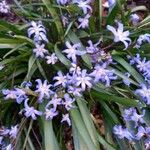 Scilla luciliaeFlower