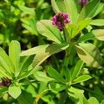 Trifolium usambarense Листок