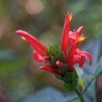 Pachystachys spicata Blüte