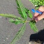 Phyllanthus emblica 葉