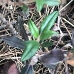 Helianthemum oelandicum Blad