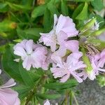 Saponaria officinalisFlower