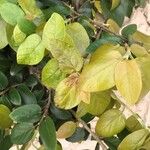Ficus assamica Leaf