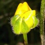 Ranunculus bulbosus Flower