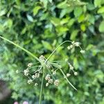 Scirpus hattorianus 花