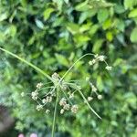 Scirpus hattorianus Flower