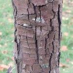 Pyrus salicifolia Bark
