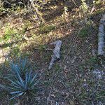 Yucca pallida Hábito